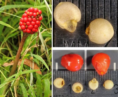 Arisaema triphyllum