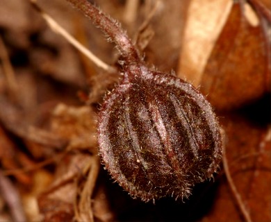 Aristolochia serpentaria