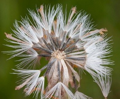 Arnica cordifolia