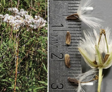 Arnoglossum plantagineum