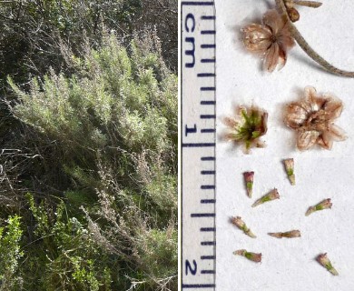 Artemisia californica