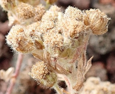 Artemisia glomerata