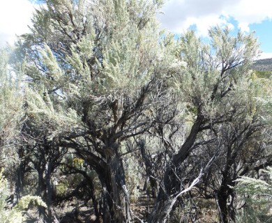 Artemisia tridentata