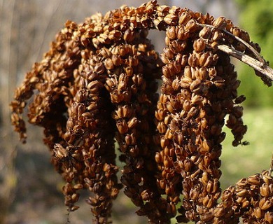 Aruncus dioicus