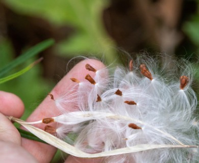 Asclepias angustifolia