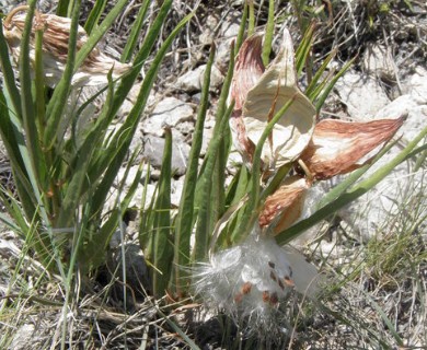 Asclepias asperula