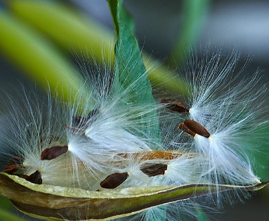 Asclepias curassavica