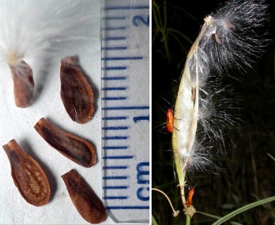 Asclepias fascicularis