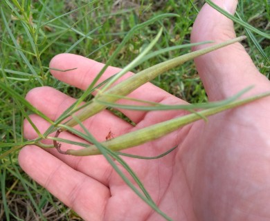 Asclepias linearis