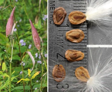 Asclepias purpurascens