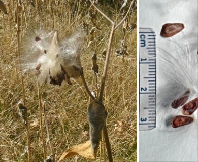 Asclepias speciosa