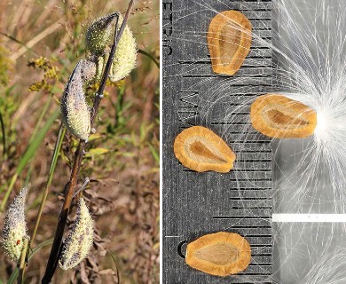 Asclepias syriaca