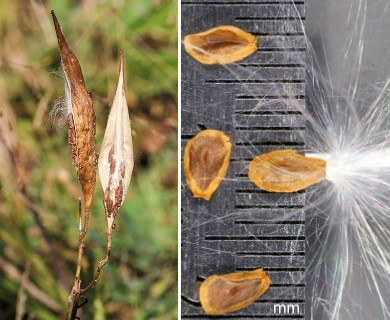 Asclepias verticillata