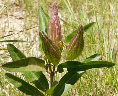 Asclepias viridis