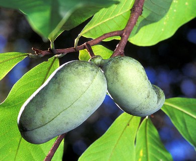 Asimina triloba