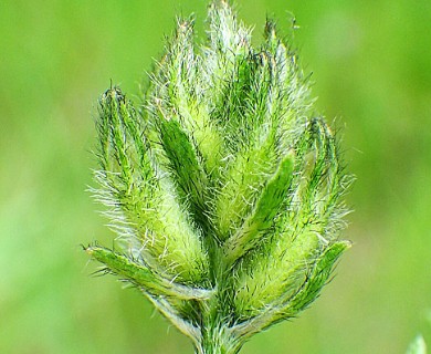 Astragalus agrestis