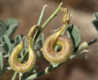 Astragalus camptopus