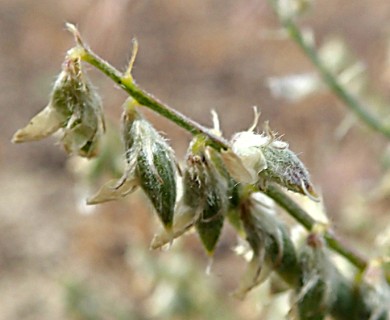 Astragalus caricinus