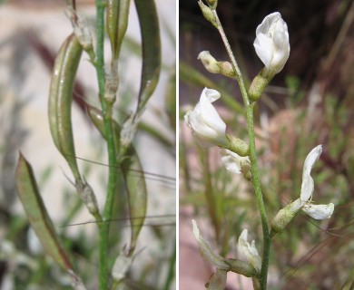 Astragalus remotus