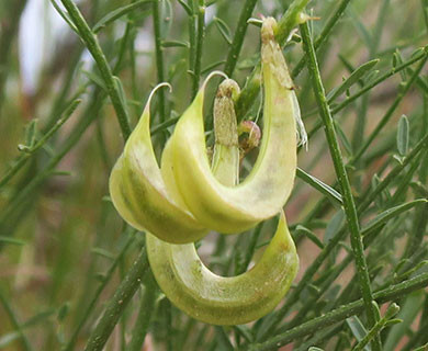 Astragalus tetrapterus