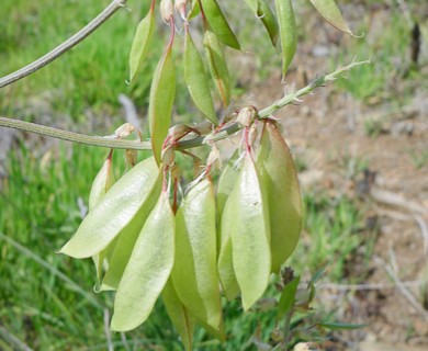 Astragalus trichopodus