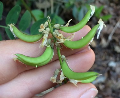 Astragalus umbraticus