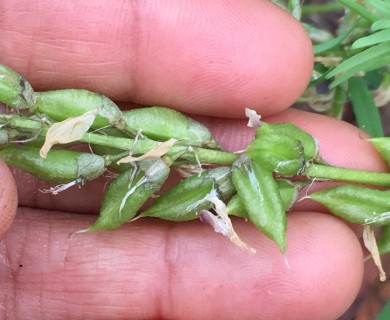 Astragalus williamsii