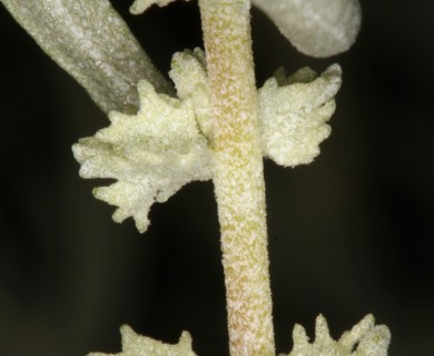 Atriplex canescens