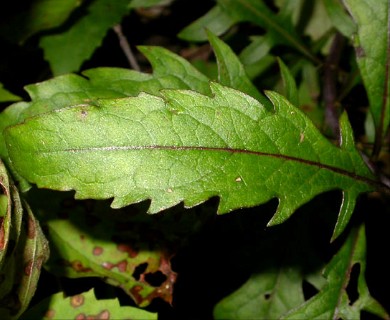 Aureolaria flava