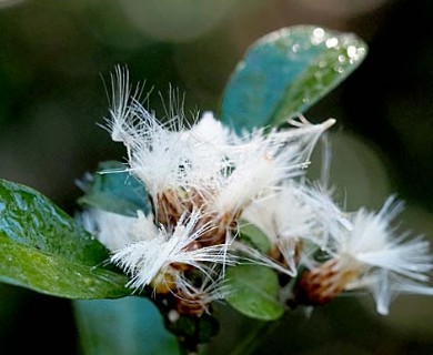 Baccharis glomeruliflora