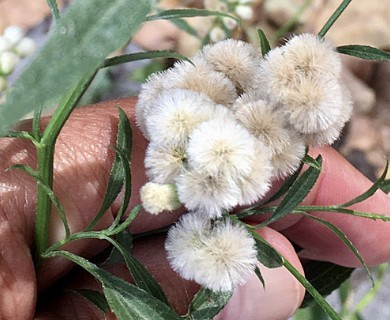 Baccharis glutinosa