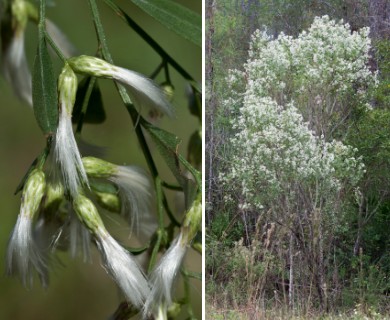 Baccharis halimifolia