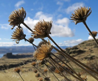 Balsamorhiza careyana