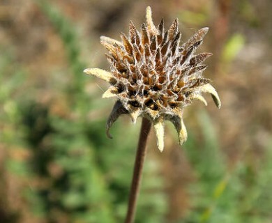 Balsamorhiza hookeri