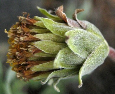 Balsamorhiza sericea