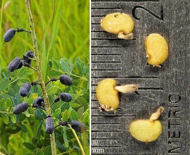 Baptisia alba