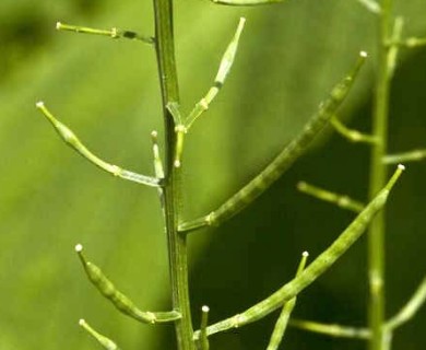 Barbarea vulgaris