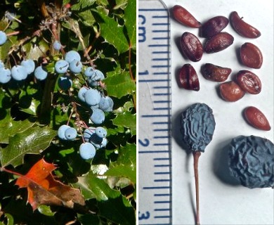 Berberis aquifolium