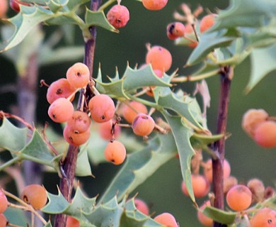Berberis higginsiae