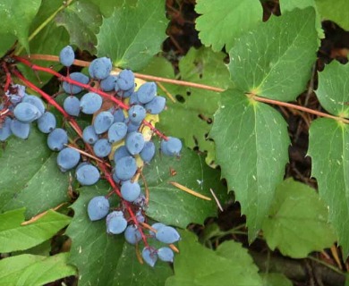 Berberis nervosa