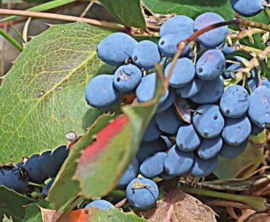 Berberis repens