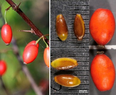 Berberis thunbergii