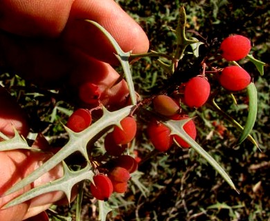 Berberis trifoliolata