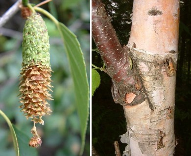 Betula papyrifera