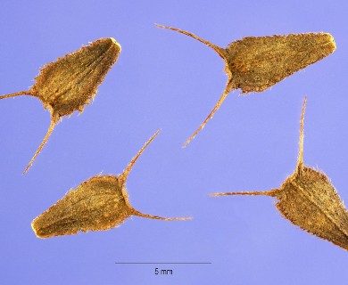 Bidens aristosa