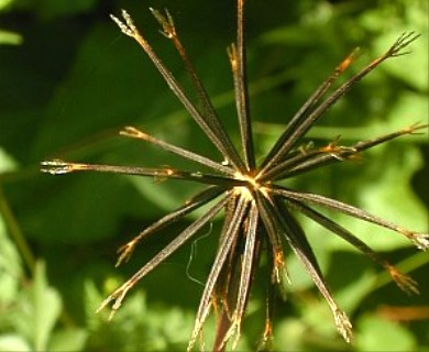 Bidens bipinnata