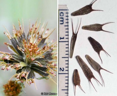 Bidens frondosa