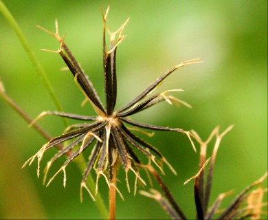 Bidens pilosa