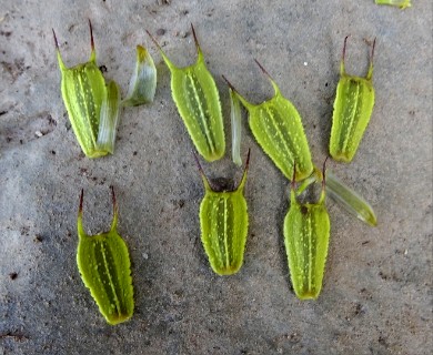 Bidens vulgata