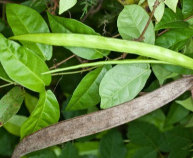 Bignonia capreolata